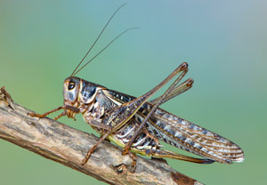 Südlicher Warzenbeißer (Decticus albifrons), 12.08.2018