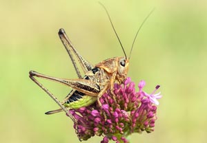 Südlicher Warzenbeißer (Decticus albifrons) – Foto 1