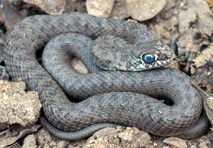 Europäische Eidechsennatter (Malpolon monspessulanus) &ndash; Foto 2