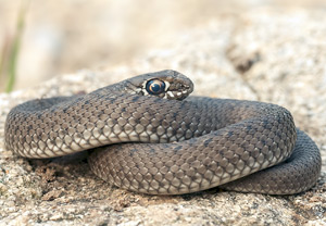 Europäische Eidechsennatter (Malpolon monspessulanus) &ndash; Foto 4