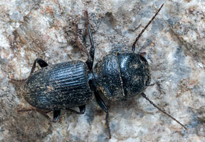Dixus clypeatus, 10.06.2012, Sainte-Maxime