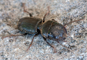 Dixus clypeatus – Foto 1