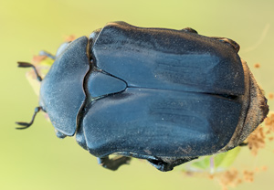 Protaetia opaca, 09.06.2012
