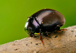 Violetter Blattkäfer (Chrysolina sturmi) &ndash; Foto 2