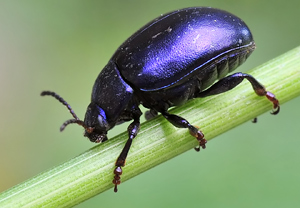Violetter Blattkäfer (Chrysolina sturmi) &ndash; Foto 3