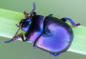 Violetter Blattkäfer (Chrysolina sturmi), 30.05.2013
