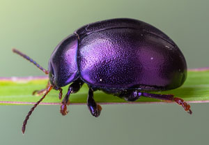 Violetter Blattkäfer (Chrysolina sturmi), 24.04.2022, Brühl