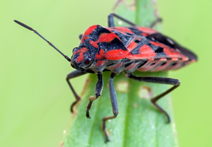 Pandur (Spilostethus pandurus), 30.05.2012