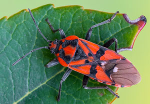 Pandur (Spilostethus pandurus), 14.10.2021, Tossa de mar