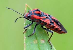 Spilostethus pandurus