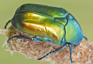 Ahnlicher Rosenkäfer (Protaetia affinis), 09.06.2012