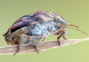 Odontotarsus purpureolineatus, 09.06.2012