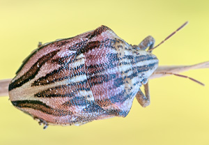 - (Odontotarsus purpureolineatus)