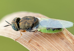 Oplodontha viridula – Foto 1
