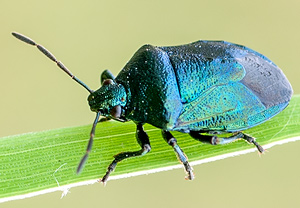 Blaugrüne Baumwanze (Zicrona caerulea) – Foto 1