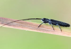 Getreide-Bockkäfer (Calamobius filum), 07.07.2012