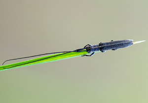 Getreide-Bockkäfer (Calamobius filum), 03.06.2013