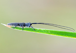Getreide-Bockkäfer (Calamobius filum), 03.06.2013