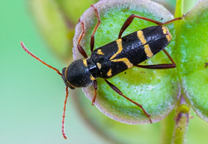 Clytus rhamni, 06.06.2012, Sainte-Maxime