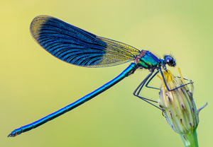 Gebänderte Prachtlibelle (Calopteryx splendens), 13.06.2014, Gostyn