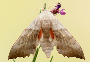 Pappelschwärmer (Laothoe populi), 14.08.2012