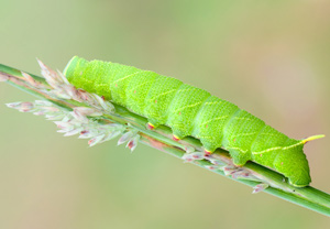Pappelschwärmer (Laothoe populi), 27.07.2012
