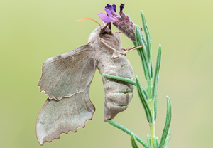Pappelschwärmer (Laothoe populi), 14.08.2012