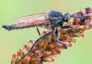 Barbarossa-Fliege (Eutolmus rufibarbis), 28.07.2012
