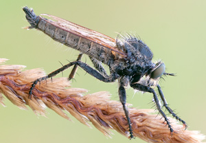 Barbarossa-Fliege (Eutolmus rufibarbis)