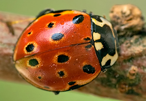 Augenmarienkäfer (Anatis ocellata) &ndash; Foto 2
