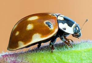 Augenmarienkäfer (Anatis ocellata), 04.09.2016, Bad Münstereifel