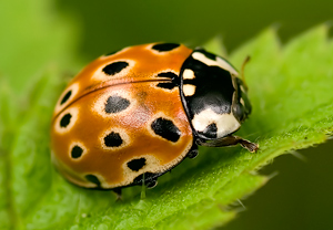 Augenmarienkäfer (Anatis ocellata)