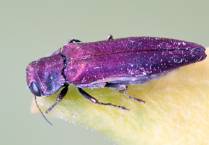 Birnbaumprachtkäfer (Agrilus sinuatus)