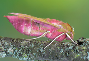 Mittlerer Weinschwärmer (Deilephila elpenor) – Foto 2