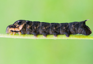 Mittlerer Weinschwärmer (Deilephila elpenor) – Foto 3