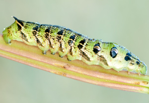 Mittlerer Weinschwärmer (Deilephila elpenor) – Foto 4
