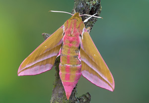 Mittlerer Weinschwärmer (Deilephila elpenor) – Foto 1