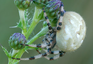 Vierfleckkreuzspinne (Araneus quadratus) – Foto 1