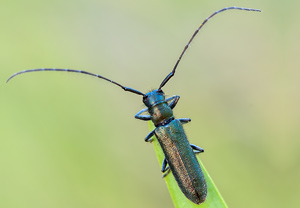 Langhaariger Scheckhornbock (Agapanthia intermedia) – Foto 1