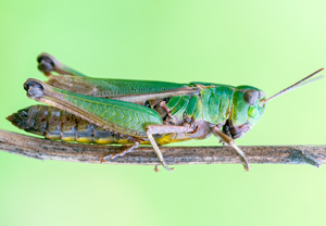 Bunter Grashüpfer (Omocestus viridulus), 01.10.2012, Wyry