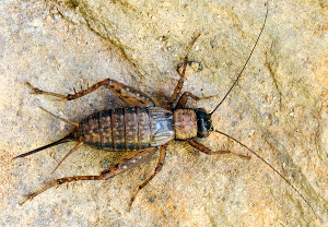 Waldgrille (Nemobius sylvestris)
