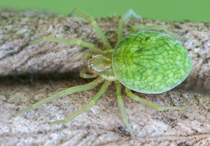 Grüne Kräuselspinne (Nigma walckenaeri), 05.10.2012, Wyry