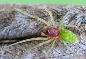 Grüne Kräuselspinne (Nigma walckenaeri), Wyry