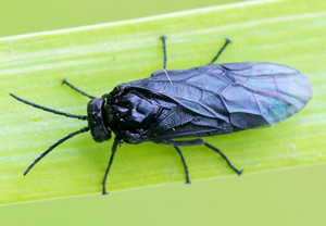 Salomonssiegel-Blattwespe (Phymatocera aterrima), 28.04.2013