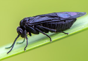 Salomonssiegel-Blattwespe (Phymatocera aterrima)