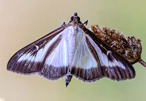 Buchsbaumzünsler (Cydalima perspectalis), 17.08.2013