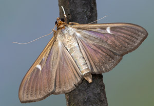 Buchsbaumzünsler (Cydalima perspectalis), 30.08.2019