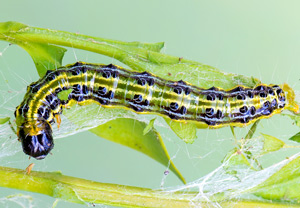 Buchsbaumzünsler (Cydalima perspectalis) &ndash; Foto 1