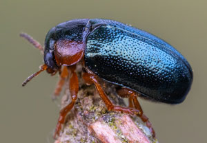 Smaragdina affinis, 01.05.2022, Niederzissen, Bausenberg