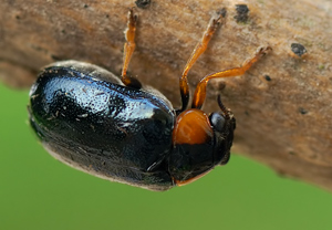 Smaragdina affinis – Foto 1